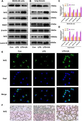 Urolithin A (UA) attenuates ferroptosis in LPS-induced acute lung injury in mice by upregulating Keap1-Nrf2/HO-1 signaling pathway